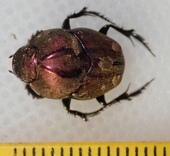 Proagoderus bicallosus