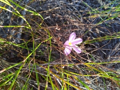 Oxalis polyphylla pentaphylla