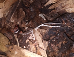 Thismia hyalina