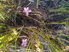 Oxalis polyphylla pentaphylla