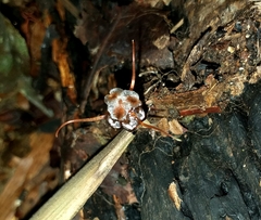 Thismia hyalina