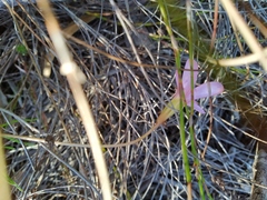 Oxalis polyphylla pentaphylla