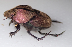 Proagoderus bicallosus