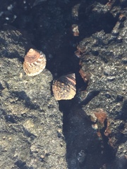 Littorina brevicula