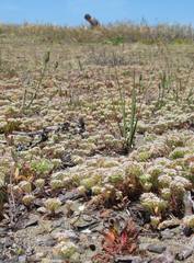 Chorizanthe howellii