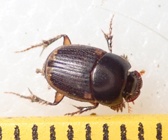Onthophagus quadrimaculatus