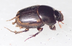 Onthophagus quadrimaculatus