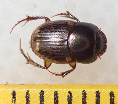 Onthophagus quadrimaculatus