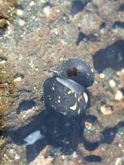 Nerita japonica