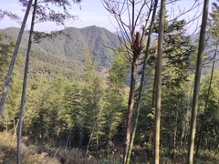 Phyllostachys edulis