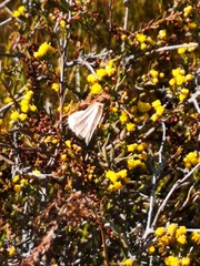 Marasmodes polycephala