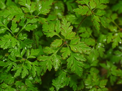 Geranium robertianum