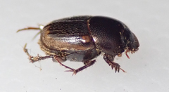 Onthophagus quadrimaculatus