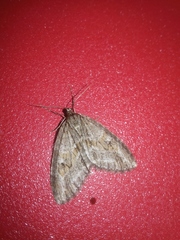 Trichopteryx polycommata