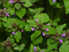 Lamium purpureum
