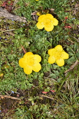 Ranunculus paludosus