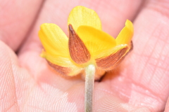 Ranunculus paludosus