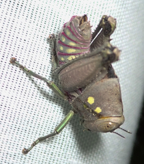 Parathericles elephantulus