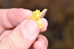 Ranunculus paludosus