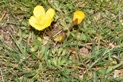 Ranunculus paludosus