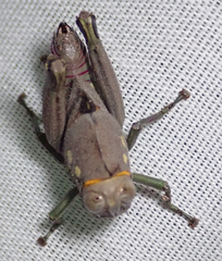 Parathericles elephantulus