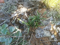 Bergeranthus multiceps