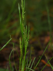 Festuca rubra