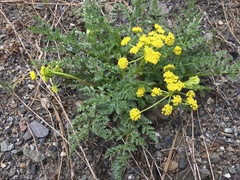 Lomatium vaginatum
