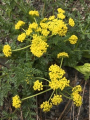 Lomatium vaginatum