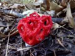 Clathrus cristatus