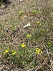 Lomatium vaginatum