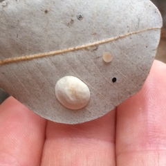 Paracraspis guadaloupensis