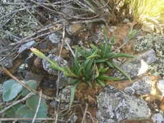 Bergeranthus multiceps