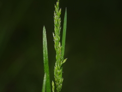 Festuca rubra