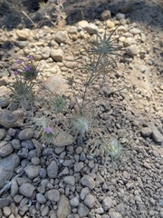 Leptosiphon ciliatus