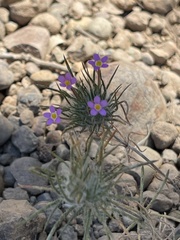 Leptosiphon ciliatus