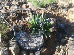 Bergeranthus multiceps