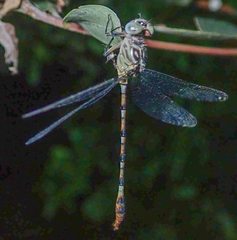Lestinogomphus silkeae