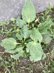 Plantago major
