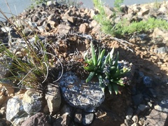 Bergeranthus multiceps