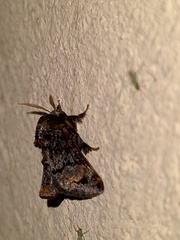 Euphobetron cupreitincta