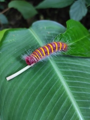 Pyrrhopyge