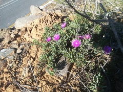 Lampranthus stayneri