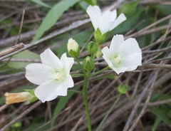 Callirhoe alcaeoides
