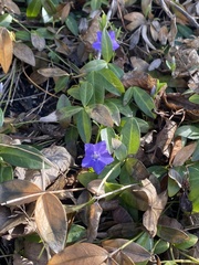 Vinca minor