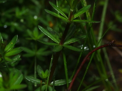 Galium mollugo