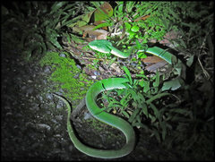 Trimeresurus vogeli