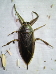 Lethocerus cordofanus