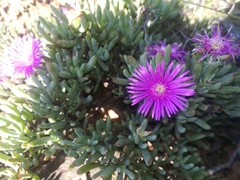 Lampranthus stayneri