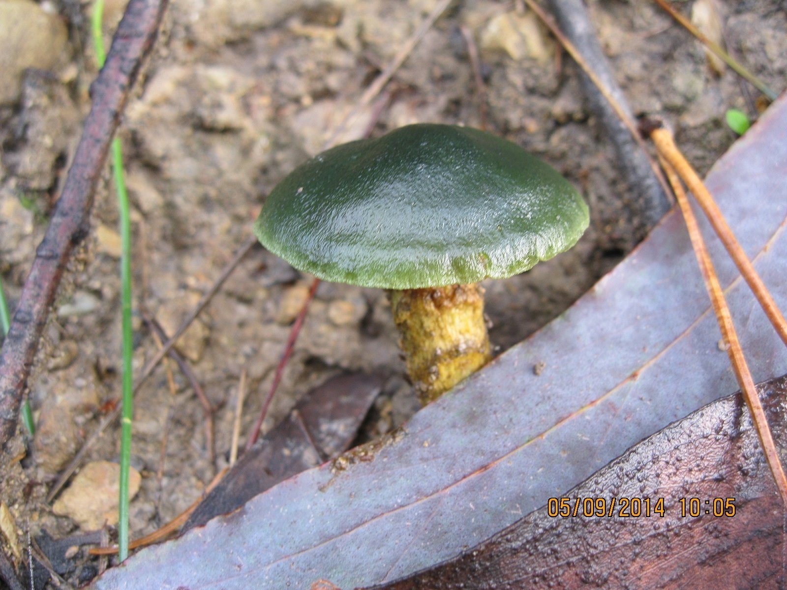 Cortinarius austrovenetus image